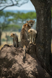 Cheetah and cubs sitting on termite mound