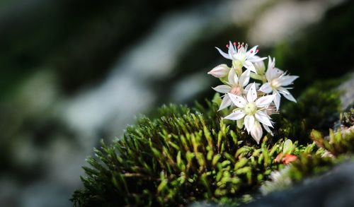 Close-up of flowers blooming outdoors