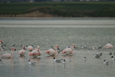 Flamingo birds in salt lake