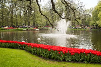 Scenic view of lake in park