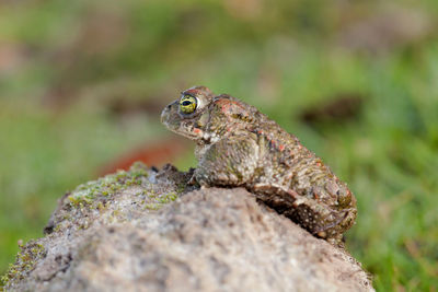 Close-up of frog on rock