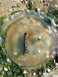 High angle view of fish swimming in sea