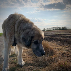 View of a dog on field