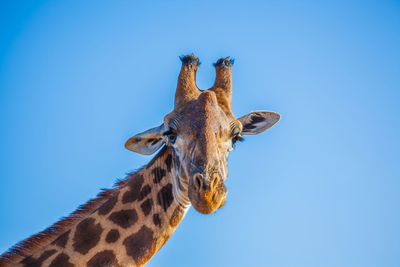 Low angle view of giraffe against clear blue sky