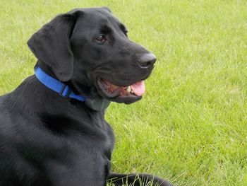 Dog sitting on grass