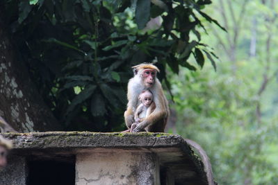 Monkeys sitting on retaining wall