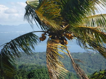 Palm trees by calm sea