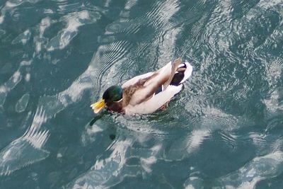 High angle view of man swimming in pool