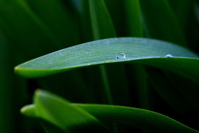 Close-up of water drop on leaf