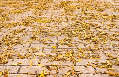 Full frame shot of autumn leaves