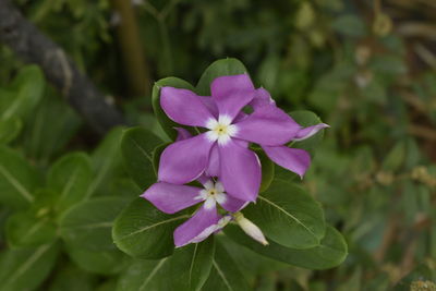 Close-up of pink flowering plant