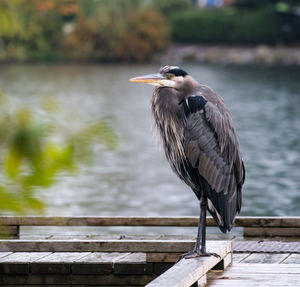 Bird perching on water