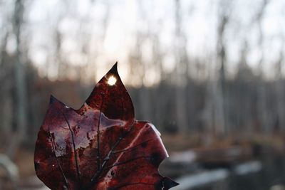 Close-up of maple leaves