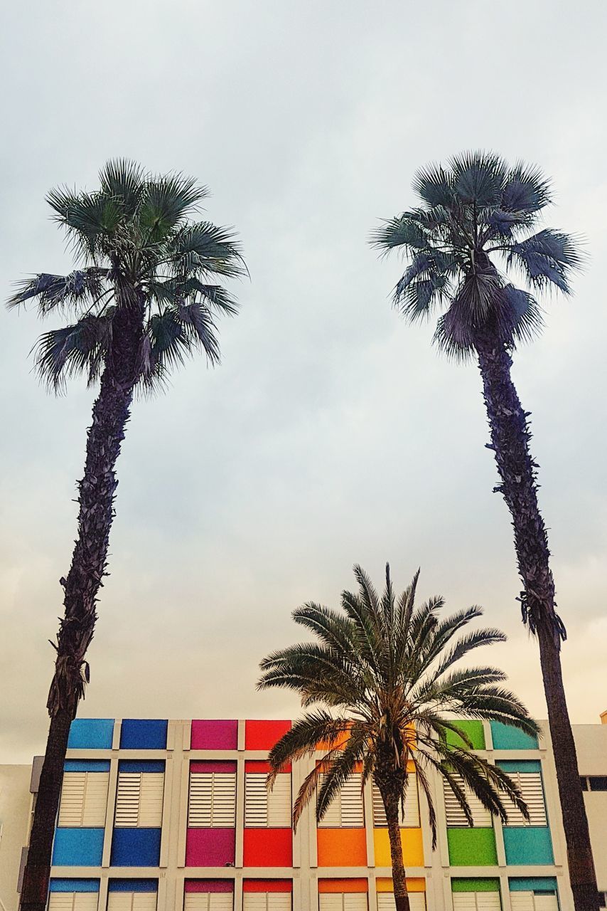 PALM TREES AGAINST SKY