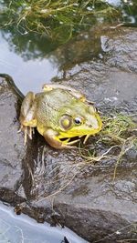 Frog in shallow water