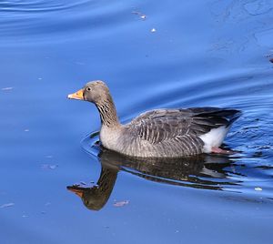 High angle view of duck swimming on lake