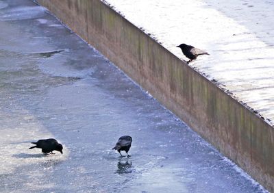 Ducks perching on lake