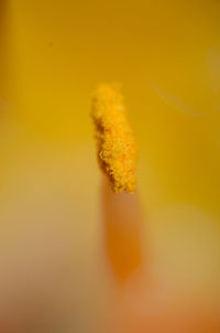 Full frame shot of orange slice