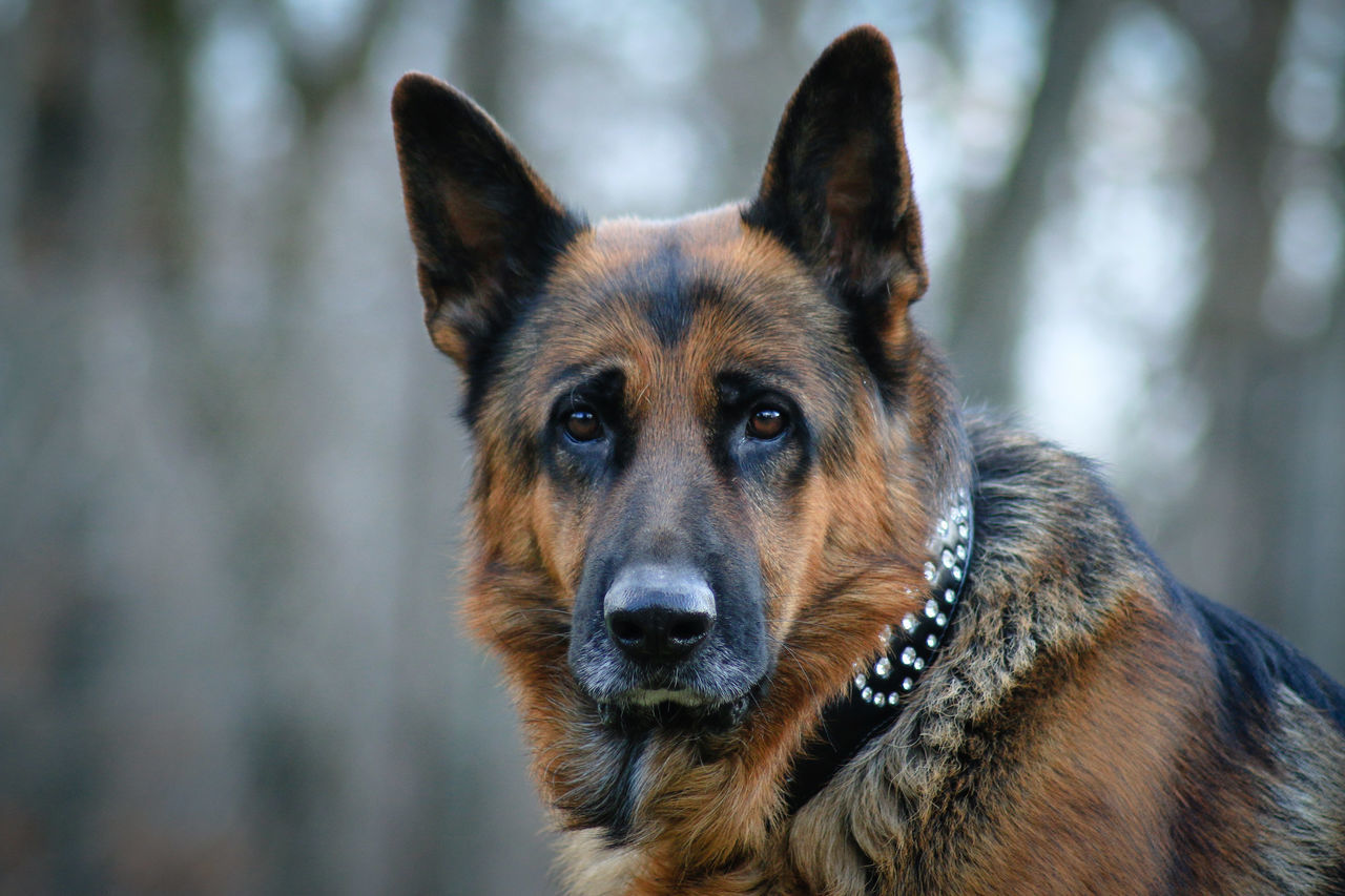 one animal, dog, canine, pets, domestic, mammal, domestic animals, focus on foreground, vertebrate, portrait, german shepherd, looking at camera, day, no people, close-up, animal body part, looking, snout