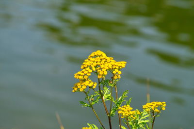 Close-up of yellow flowering plant