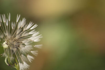 Close-up of dandelion against blurred background