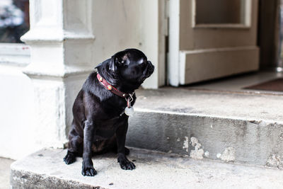 Close-up of black dog sitting on steps