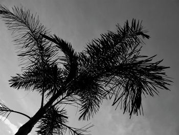 Low angle view of palm tree