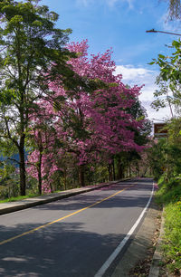 View of pink cherry blossom trees by road