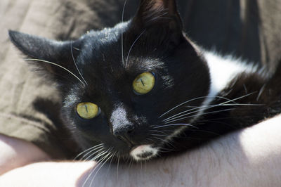 Close-up portrait of black cat