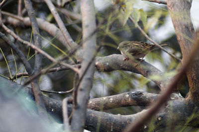 Close-up of lizard on tree branch