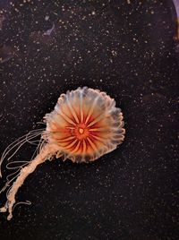 Close-up of jellyfish swimming in sea