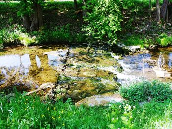 Scenic view of lake in forest