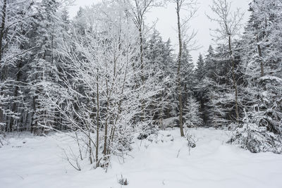 Snow covered trees in forest