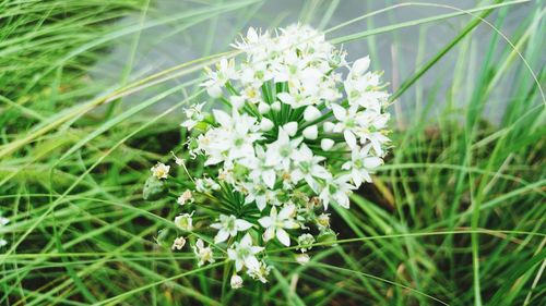 Close-up of white flowers blooming outdoors