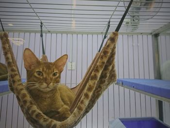 Portrait of ginger cat at home