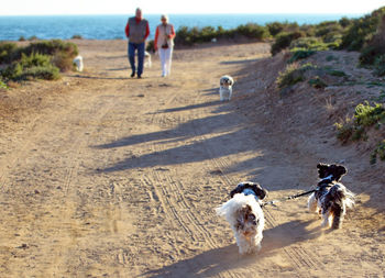 Couple walking with dogs at beach