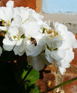 Close-up of bee on white flowers