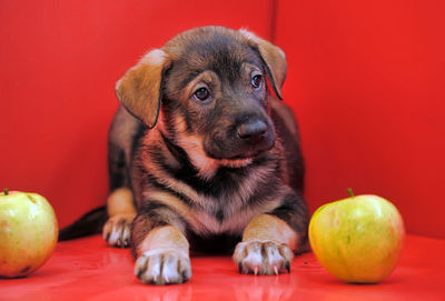 Portrait of a dog