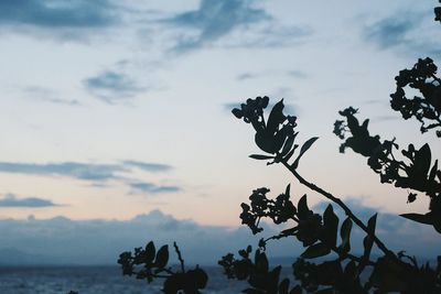 Low angle view of silhouette trees against sky