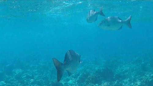 Fish swimming in sea