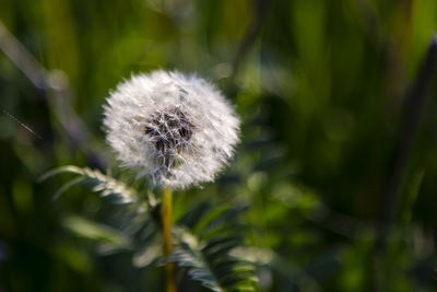 Close-up of dandelion flower