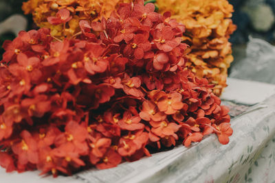 Close-up of red flowering plant