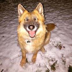 Close-up portrait of dog