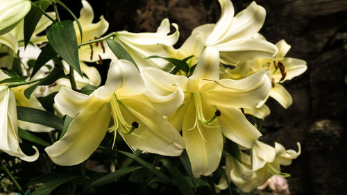 Close-up of day lily blooming outdoors