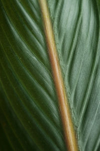 Full frame shot of leaf