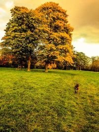 tree