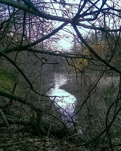 Bare trees reflecting in water