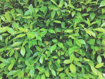 Full frame shot of green leaves