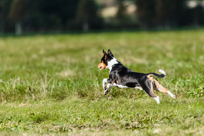 Basenji dog lure coursing competition on green field in summer