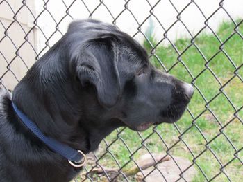 Close-up of dog looking through chainlink fence